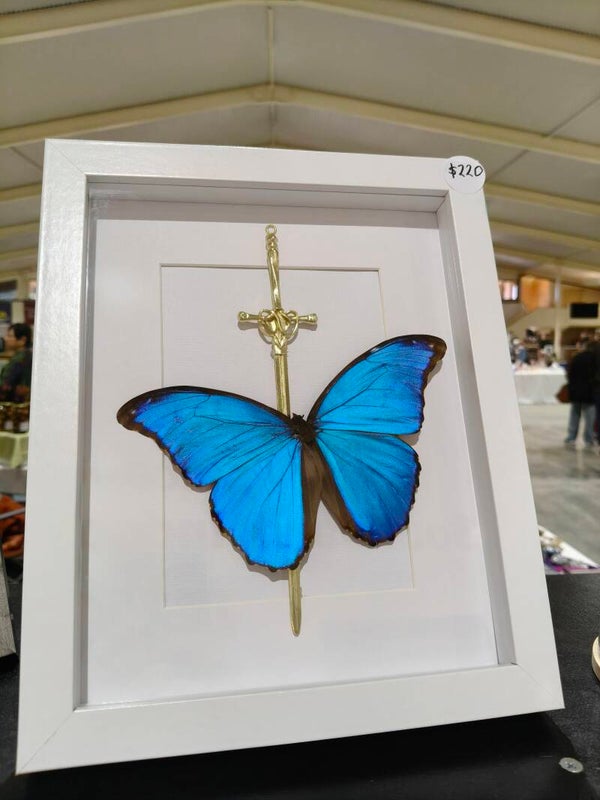 Giant Morpho Butterfly