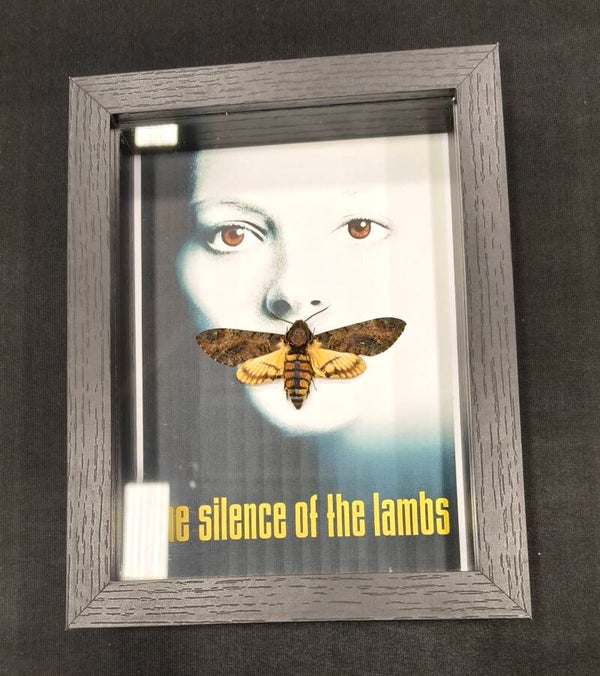 Lesser Deathhead Hawkmoth