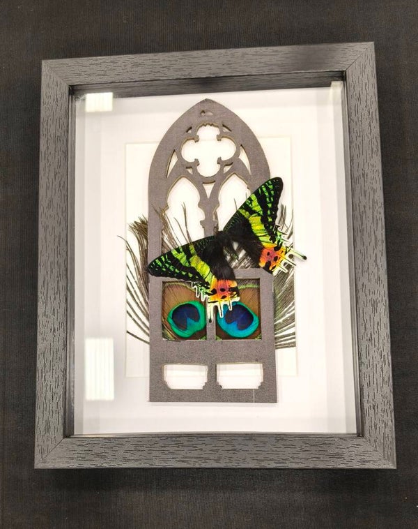 Madagascan Sunset Moth