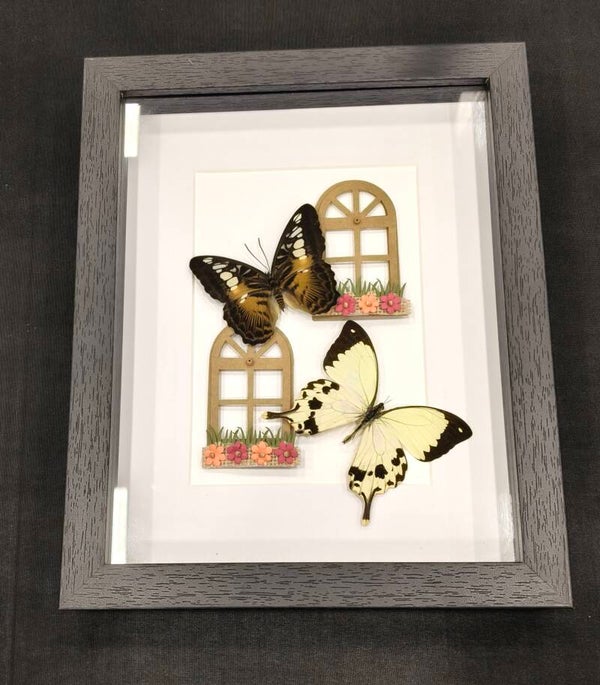 Papillo dardanus and parthenos sylvia
