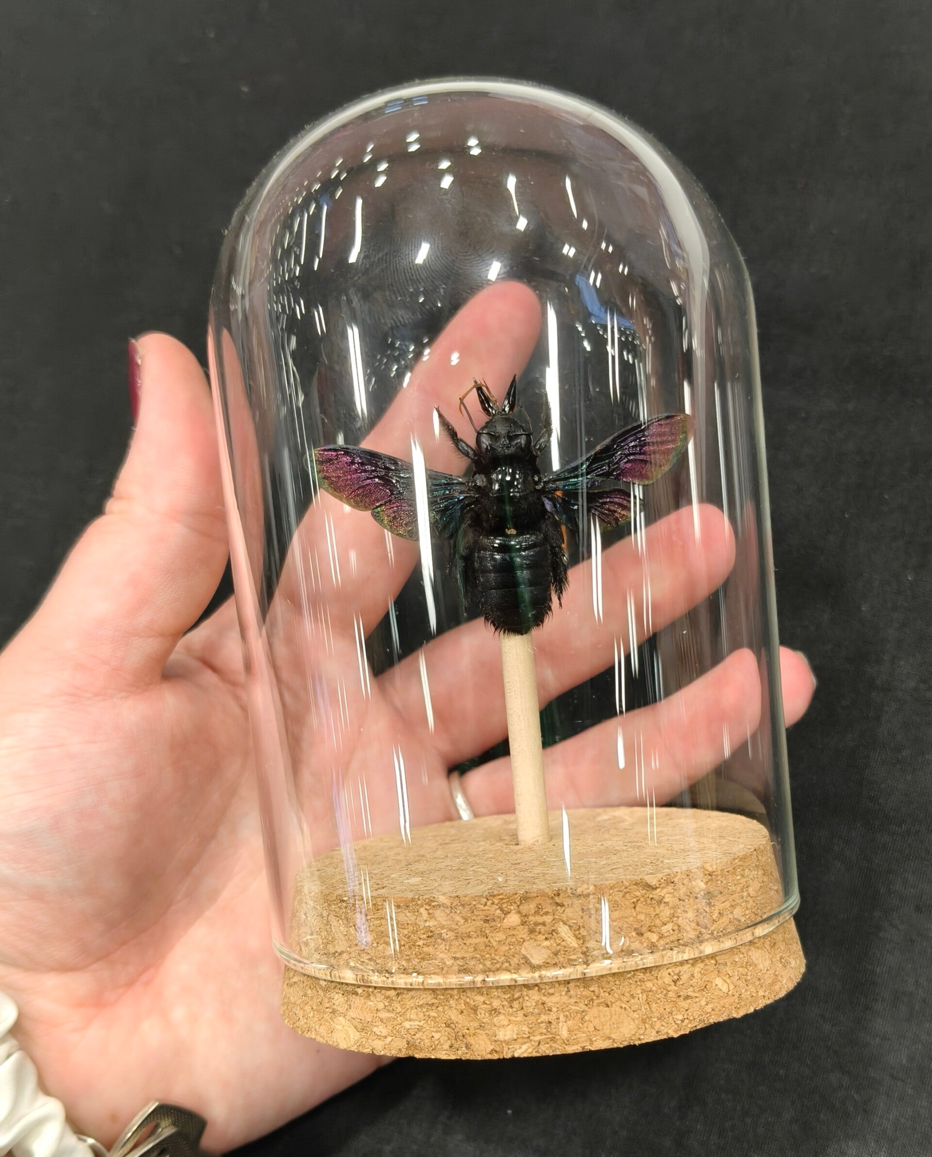 Giant Carpenter Bee