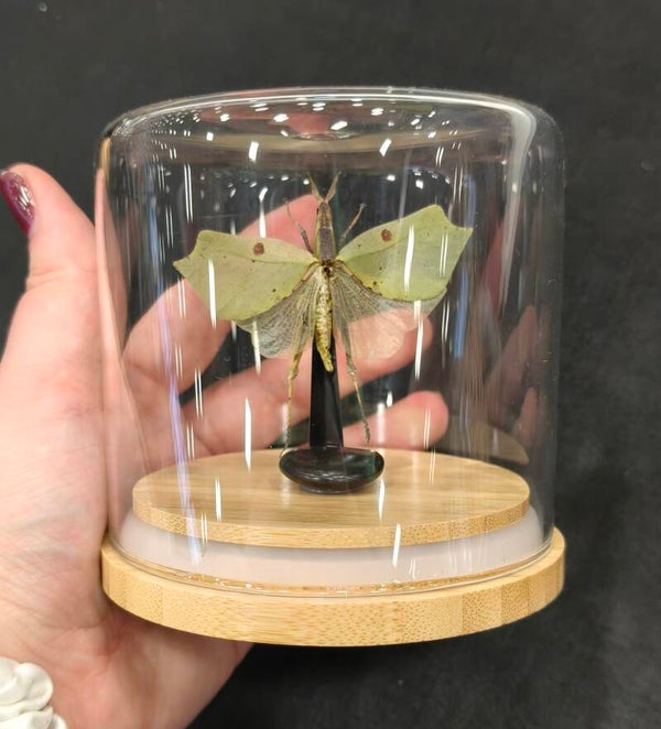 Leaf Hopper