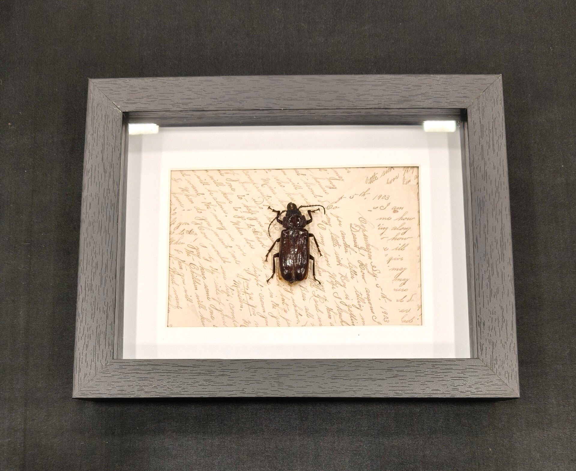 Beetle