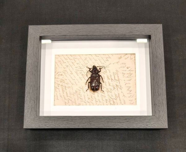 Beetle