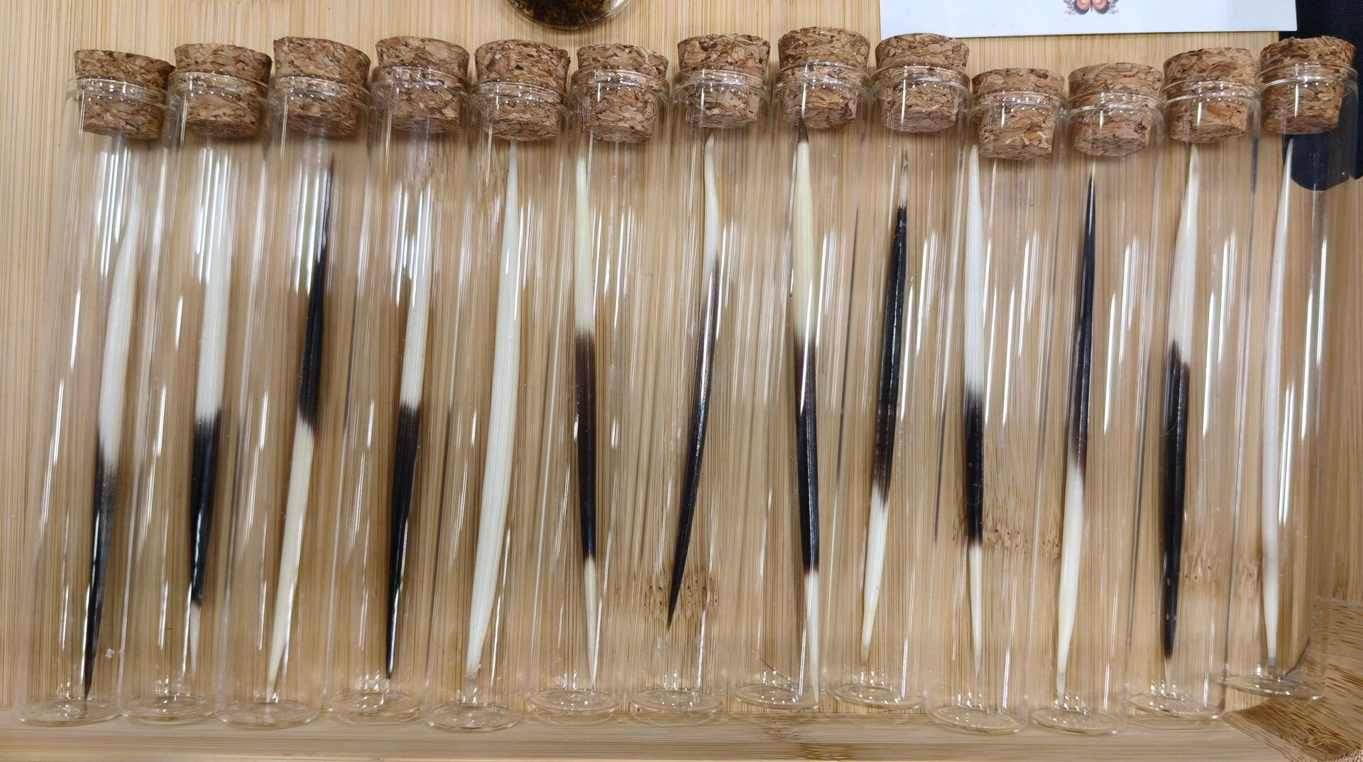 Porcupine quill