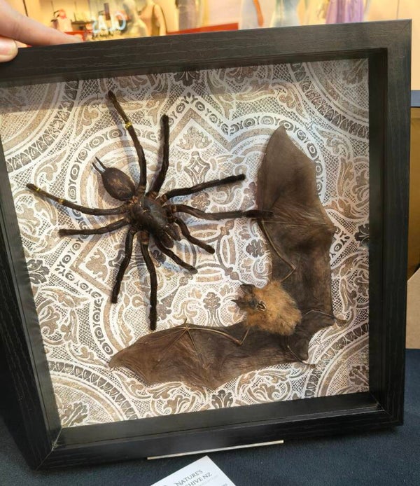 Thai Bird Eater and Bat