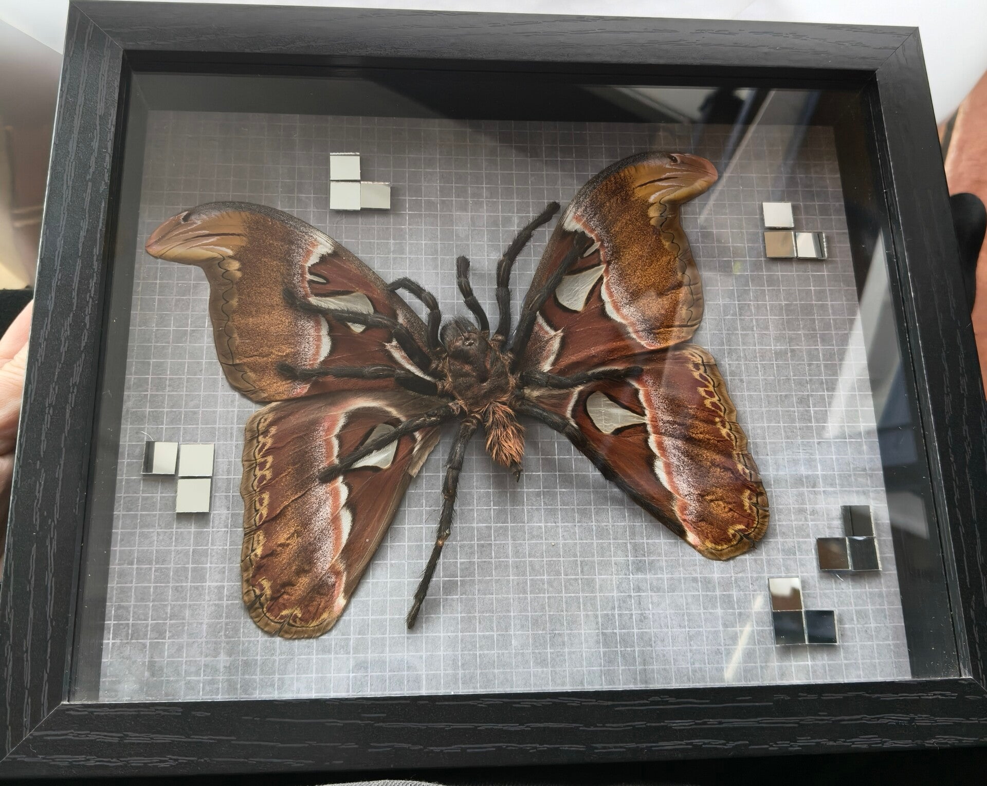Tarantula on wings
