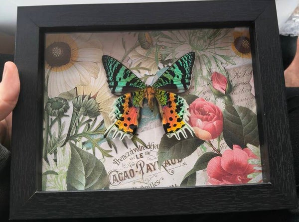 Madagascan Sunset Moth