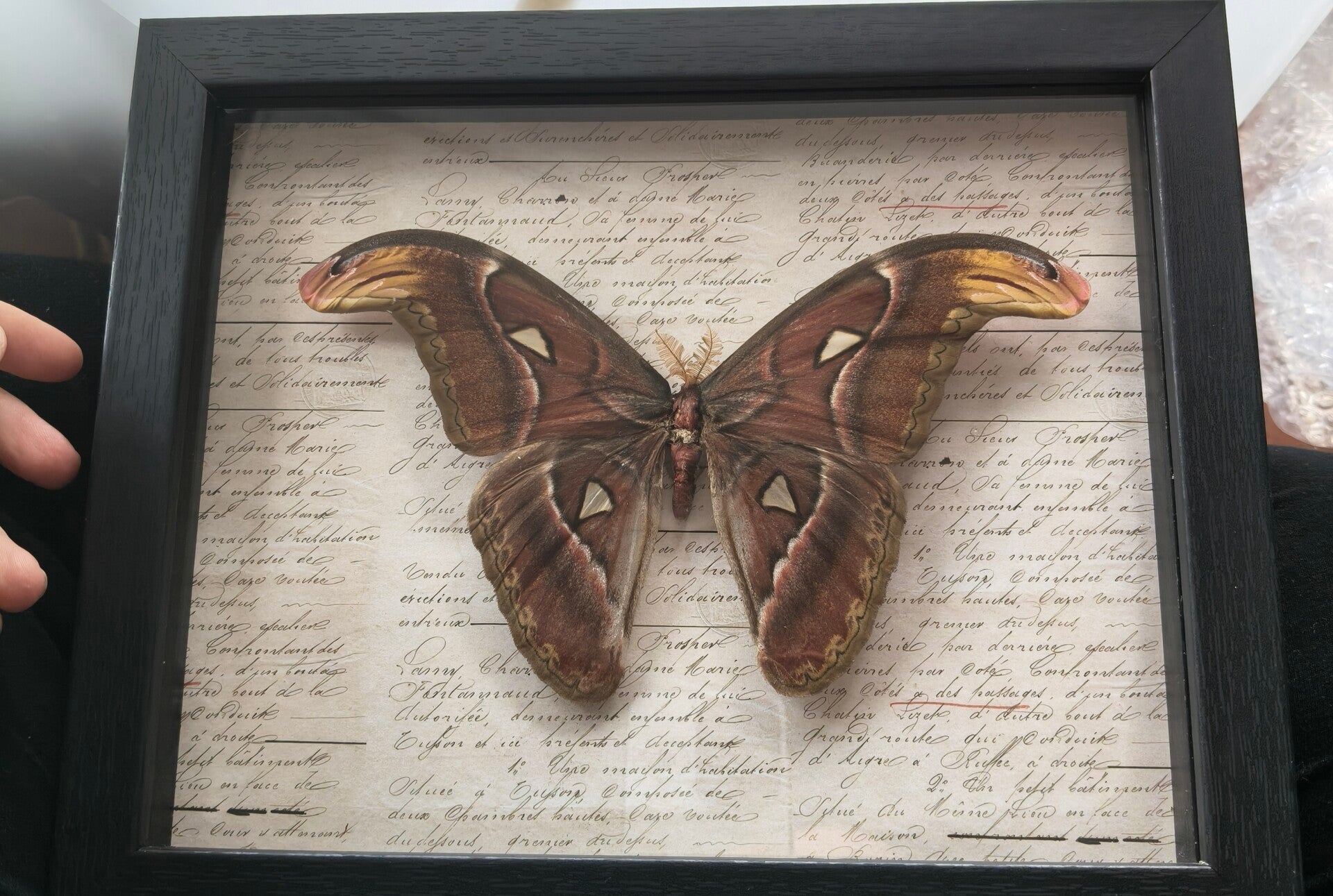 Attacus Atlas