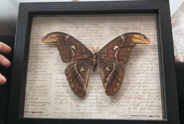 Attacus Atlas