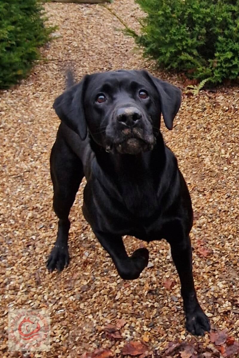 Black Labrador Training