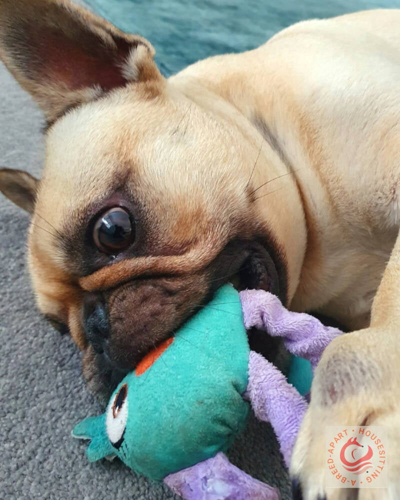 Cotswolds Housesitters for French Bulldogs