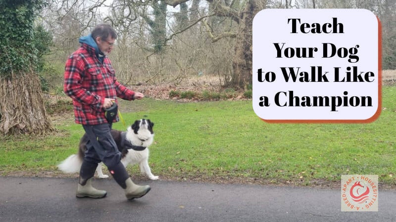 house sitter wiltshire with dog