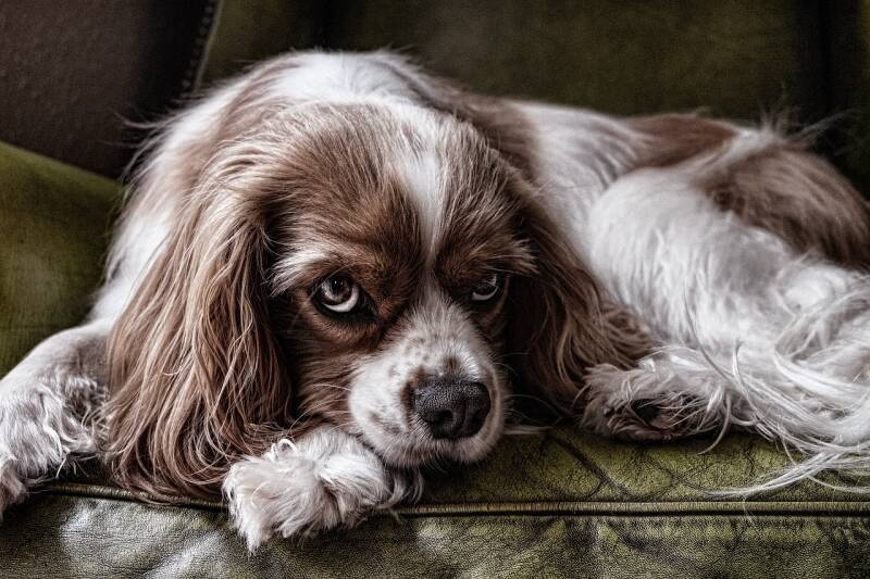 Groomed King Charles Spaniel