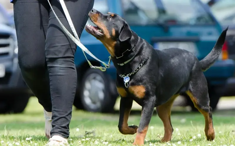 Rottweiler dog walking to heel