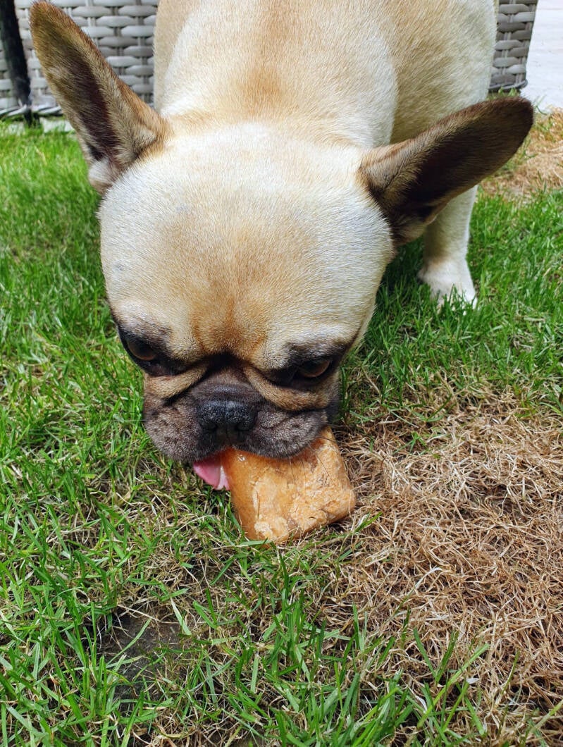 Frenchie enjoying an ice treat in summer