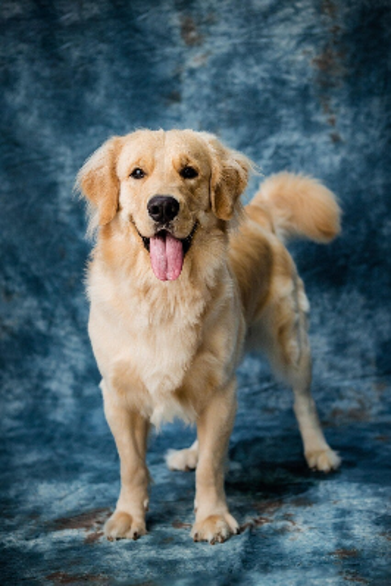 Handsome golden retriever dog