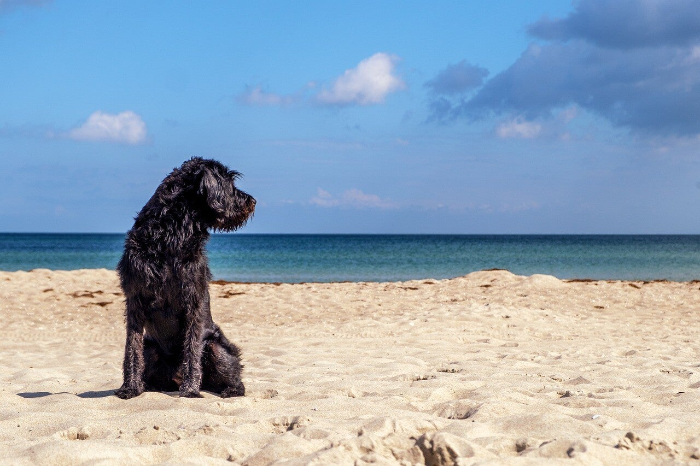 Black lab on a sandy beach