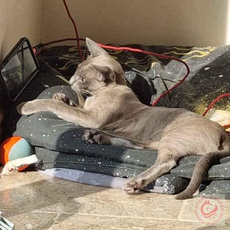 Sleek grey cat watching a mobile phone screen