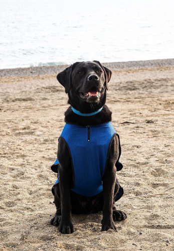 Dog Cooling Vest