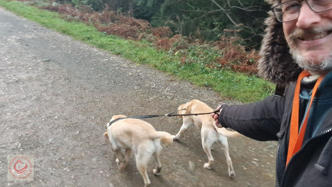 Labradors love and need loads of excercise