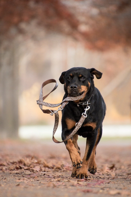rottweiller dog carrying his own leash