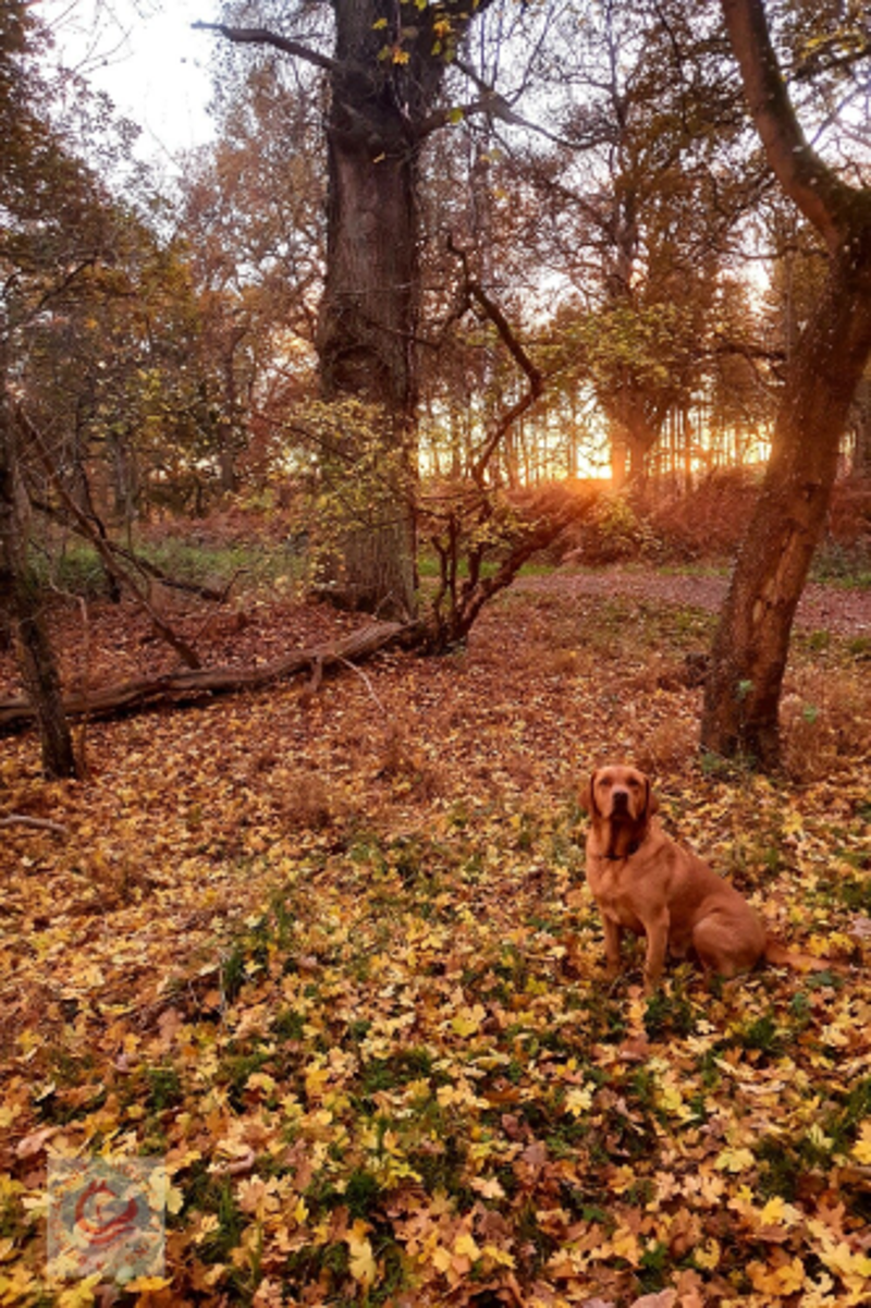 Fox Red Labrador in an autumn forest setting with setting sun
