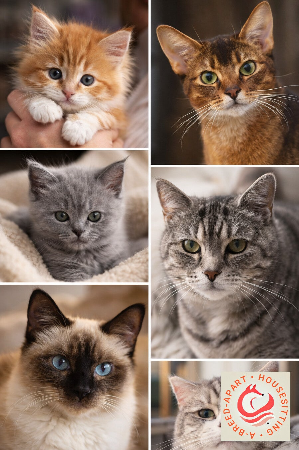 Experienced pet sitter in Oxfordshire, Cats