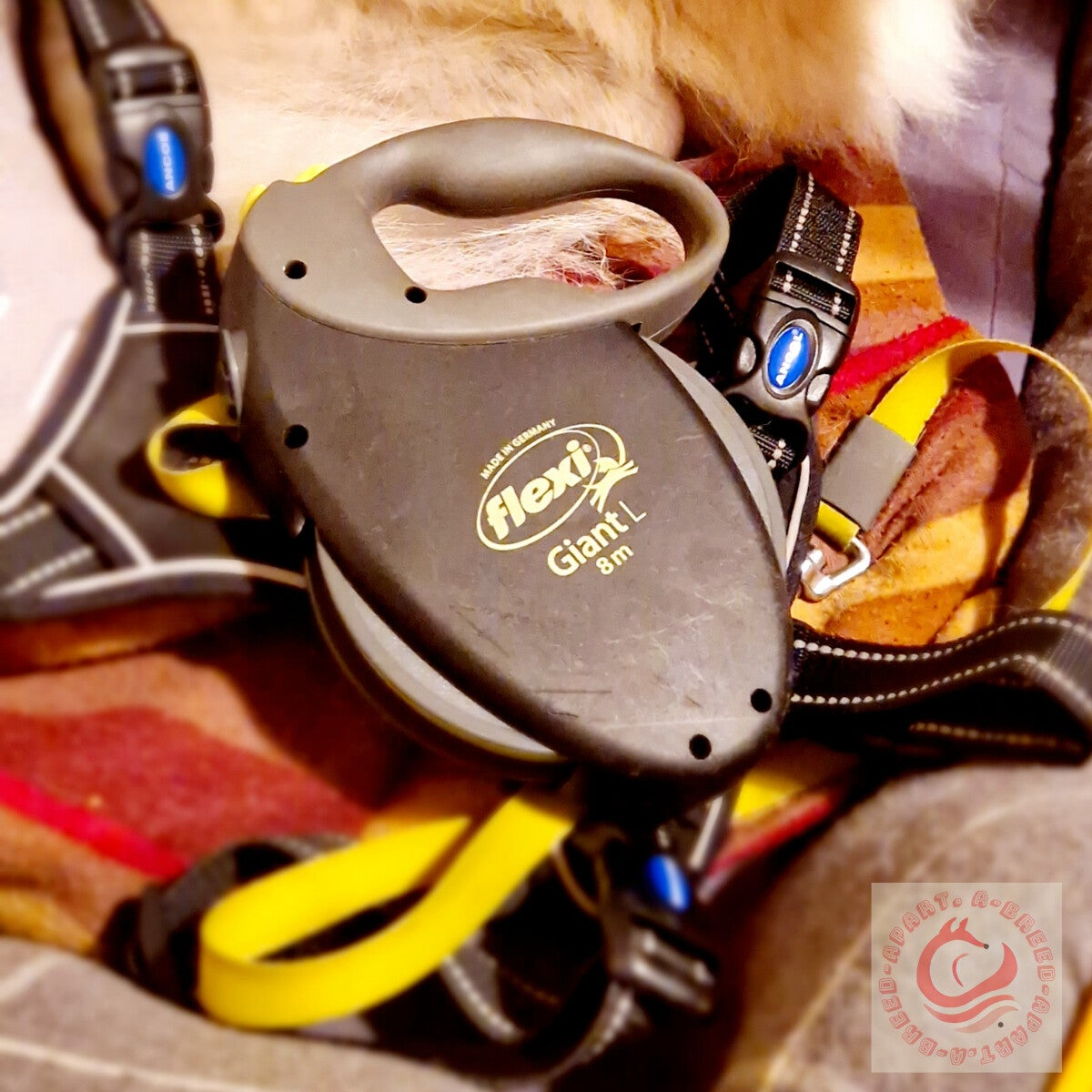types of dog leash and harness