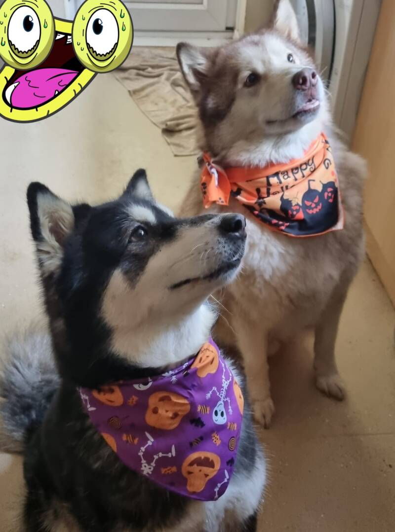 Malamuts waiting for dinner