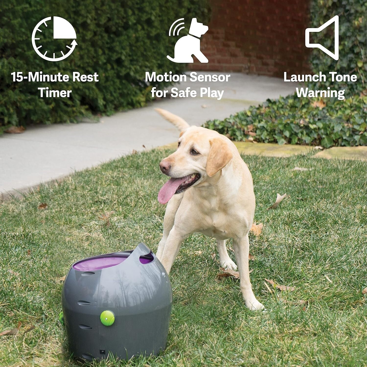 Best automatic dog ball launchers