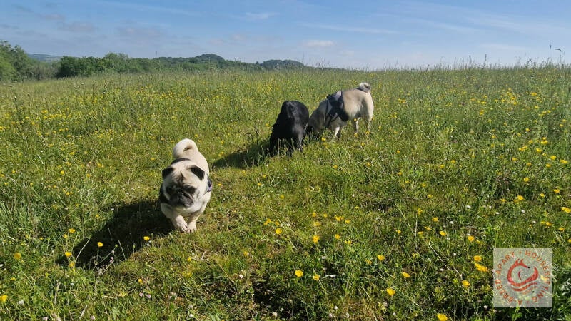 Housesitting Pugs in The Cotswolds