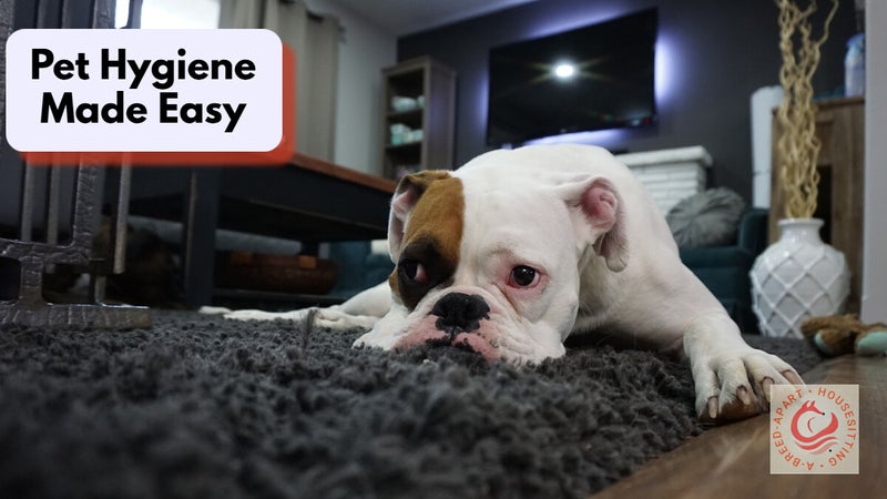 english bulldog laying on a woolly rug in the sitting room