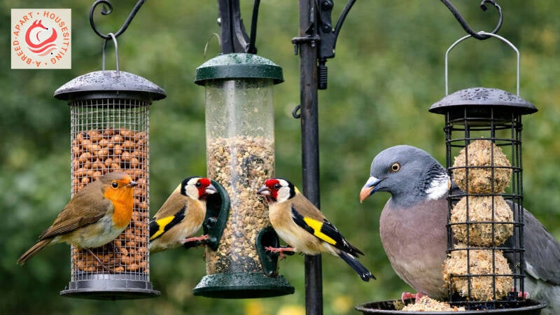 Feeding wild birds in your garden