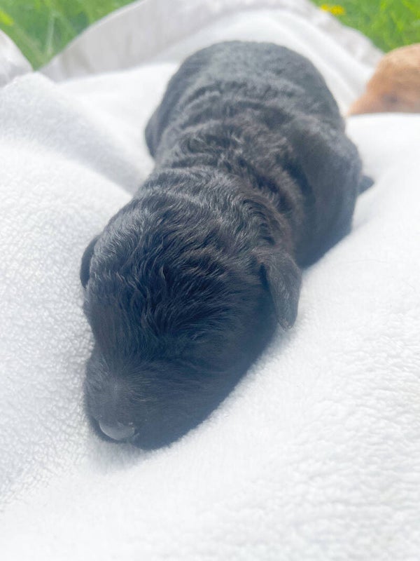 Male Black