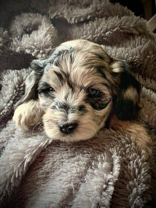 Miniature Labradoodle