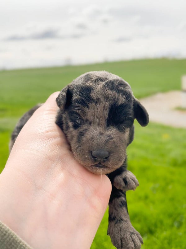 Male Blue Merle