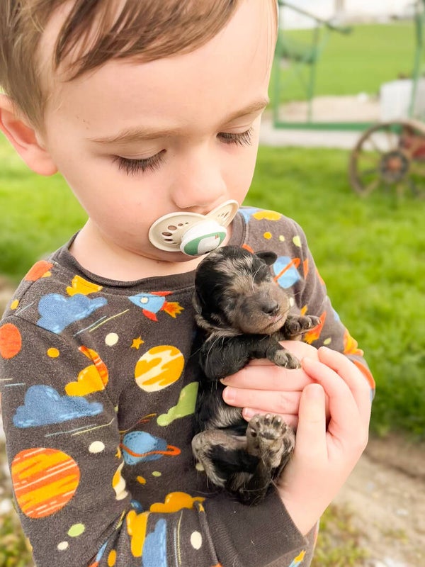 Male Blue Merle Miniature Labradoodle