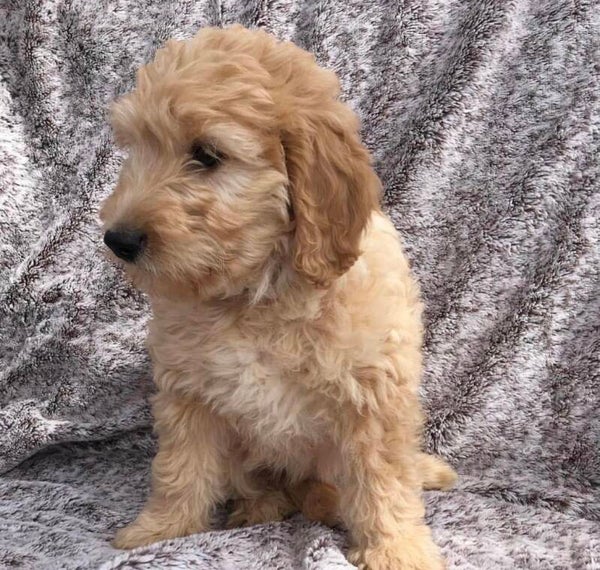 Miniture labradoodle Male