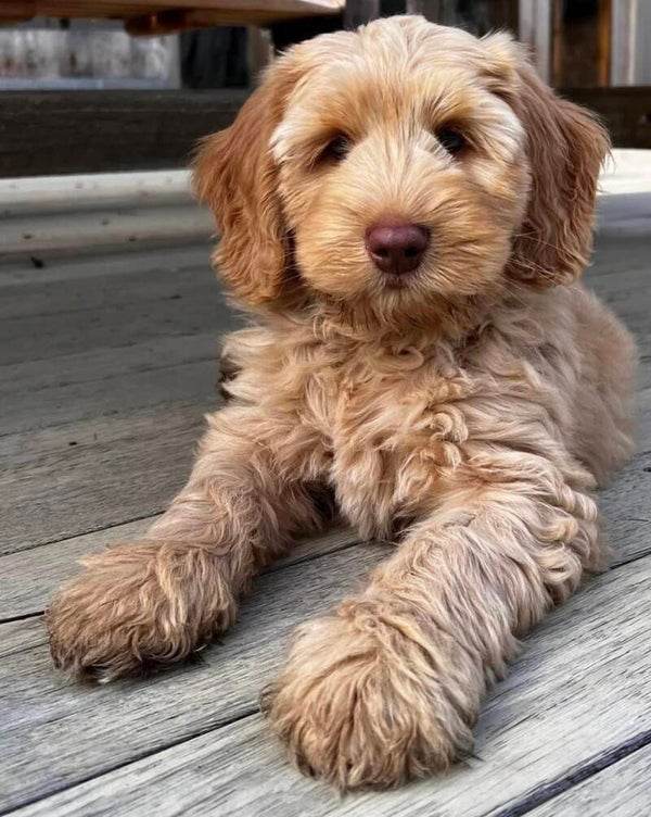 Miniture labradoodle Male