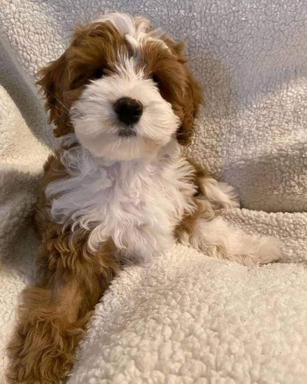 Miniature Labradoodle