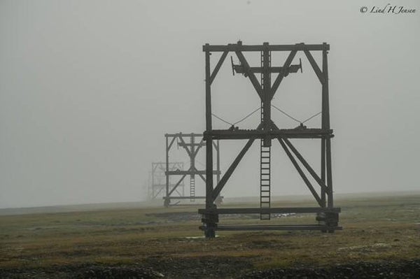 Taubanebukker