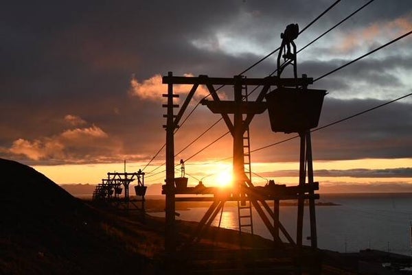 Taubanebukker i solnedgang