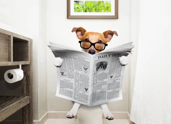Potty Training Strategy Sessions