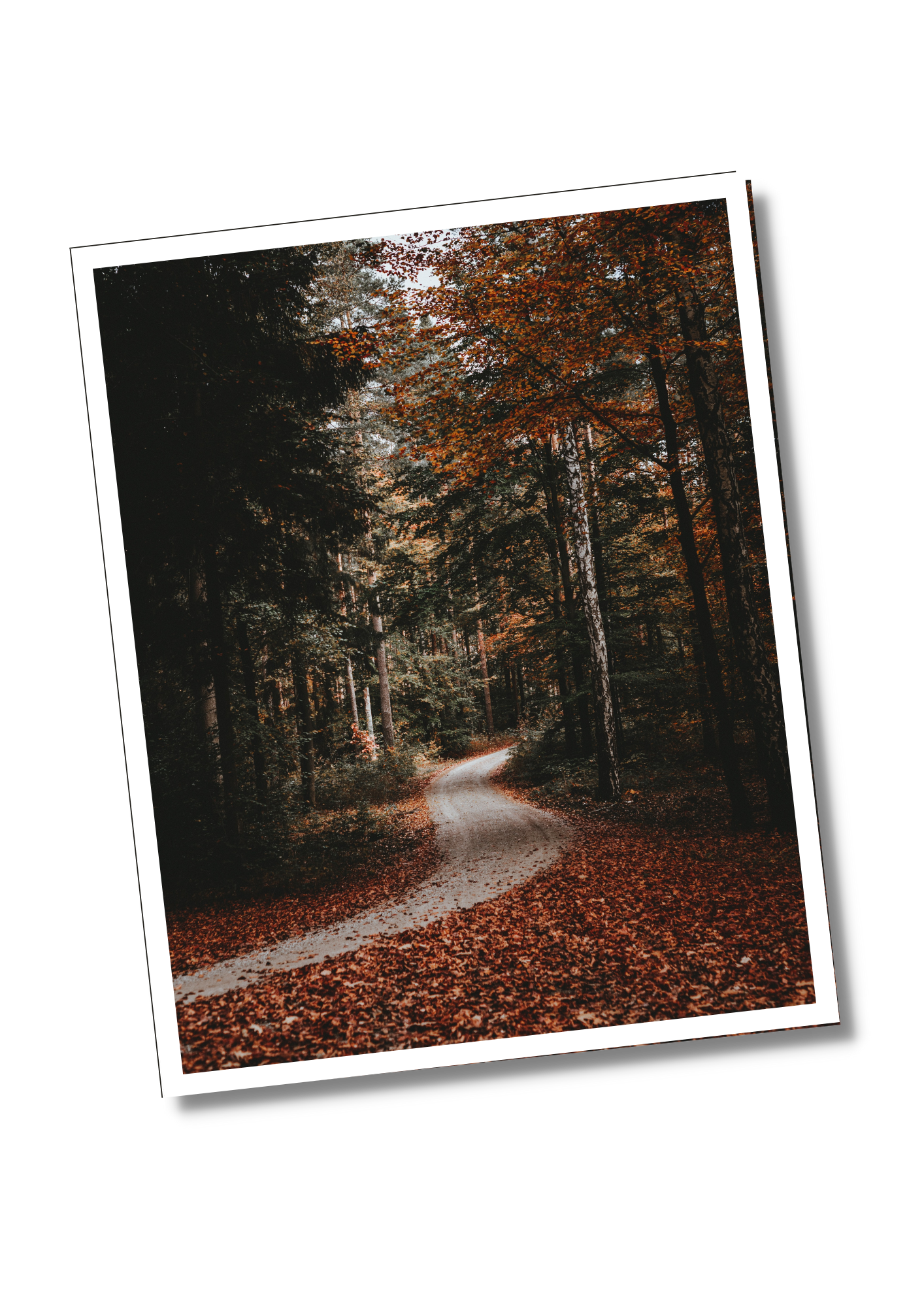 De natuur rondom Oasis is overweldigend mooi en in de herfst verkleuren de bomen naar adembenemende pracht. 