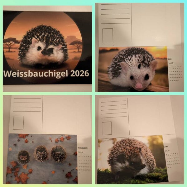 Postkartenkalender Weissbauchigel 2026