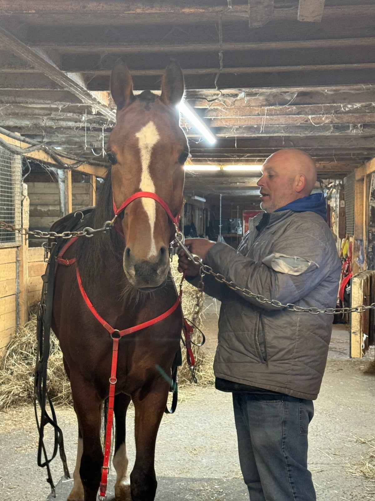 Race Horses / Stable | Rennison Racing