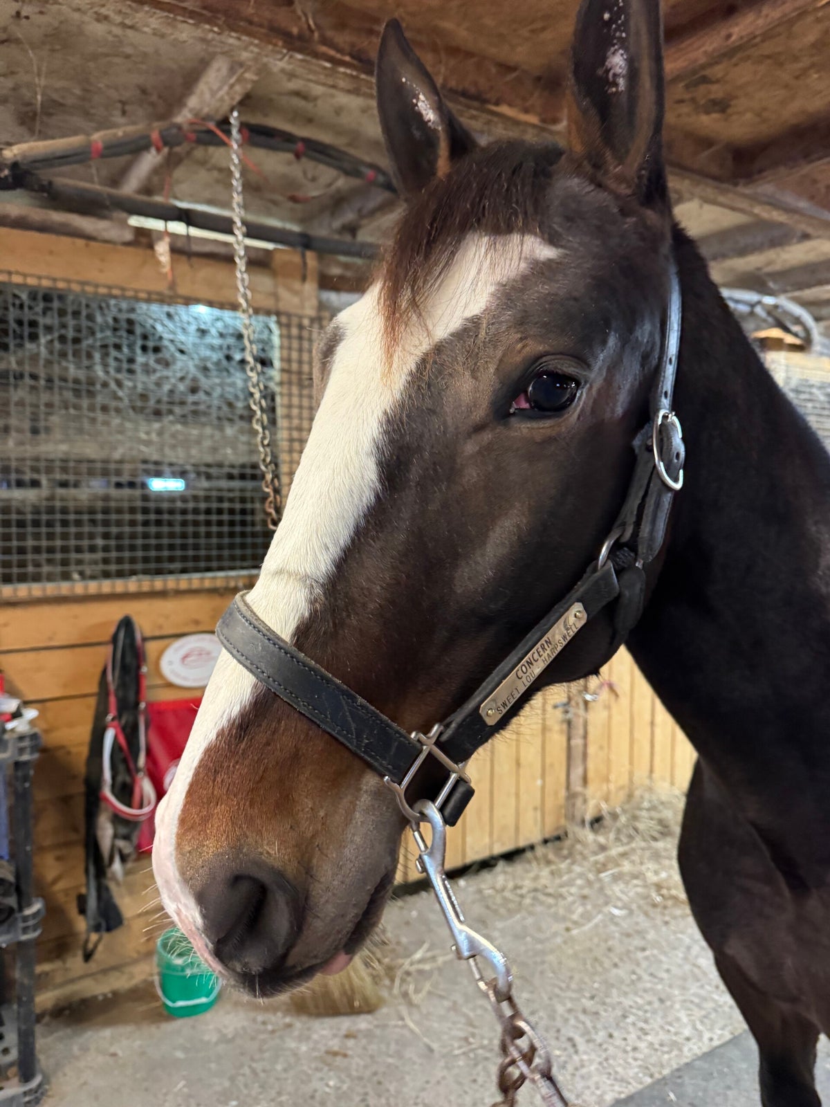 Past Athletes / Stable | Rennison Racing