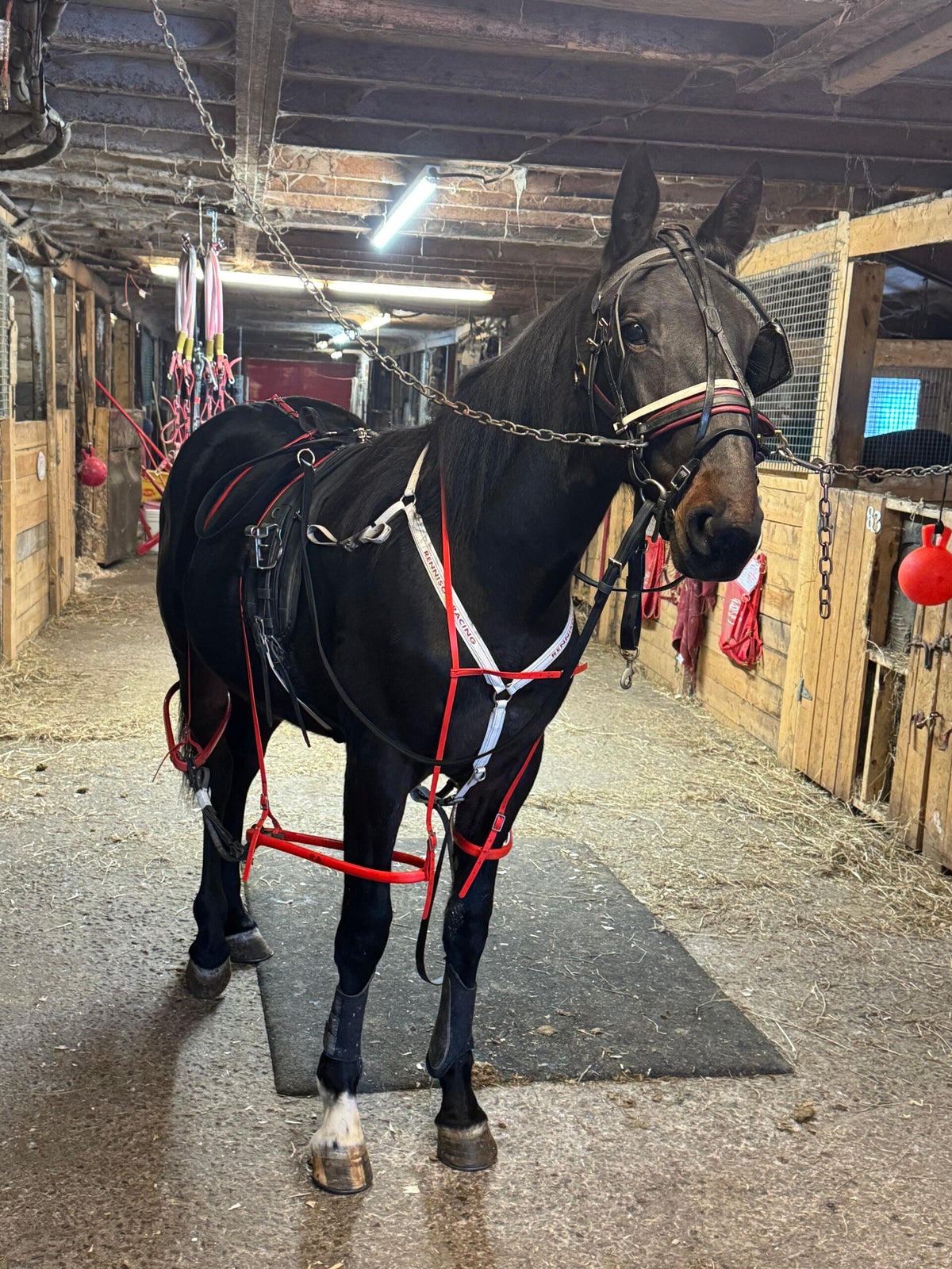 Rourke Rennison 2026 Three Year Olds / Stable | Rennison Racing