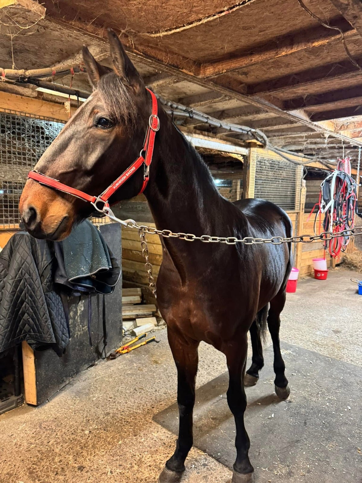 Race Horses / Stable | Rennison Racing